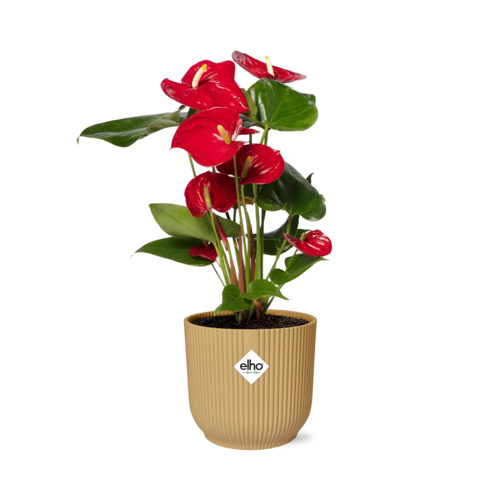 Anthurium andraeanum Rosso in vaso ELHO Vibes Fold, Giallo, Ø14cm - ↕35cm
