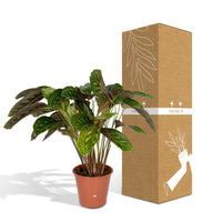 Calathea 'Flamestar' (Peacock Plant) - Ø19cm - ↕70cm