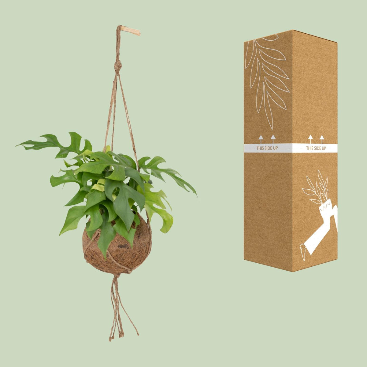 Kokedama Monstera Minima (Rhaphidophora tetrasperma) - Ø15cm - ↕25cm