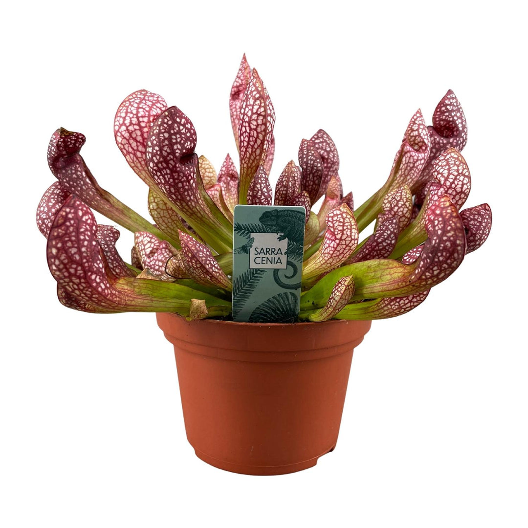Sarracenia 'Scarlet Belle' - Ø12cm - ↕40cm