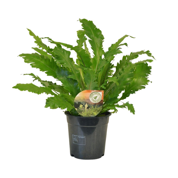 Asplenium nidus 'Campio' - Ø17cm - ↕50cm