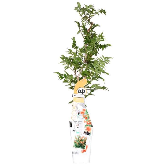 Campsis 'Indian Summer' (Bignonia arancione) - Ø15cm - ↕65cm