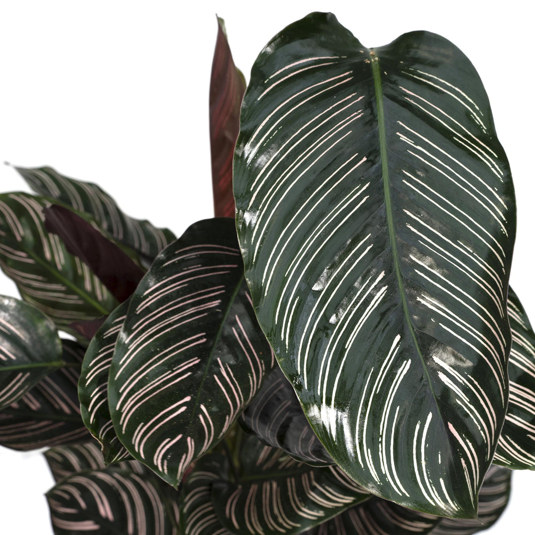 Calathea ornata - Ø19cm - ↕75cm