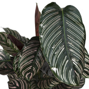 Calathea ornata - Ø19cm - ↕75cm