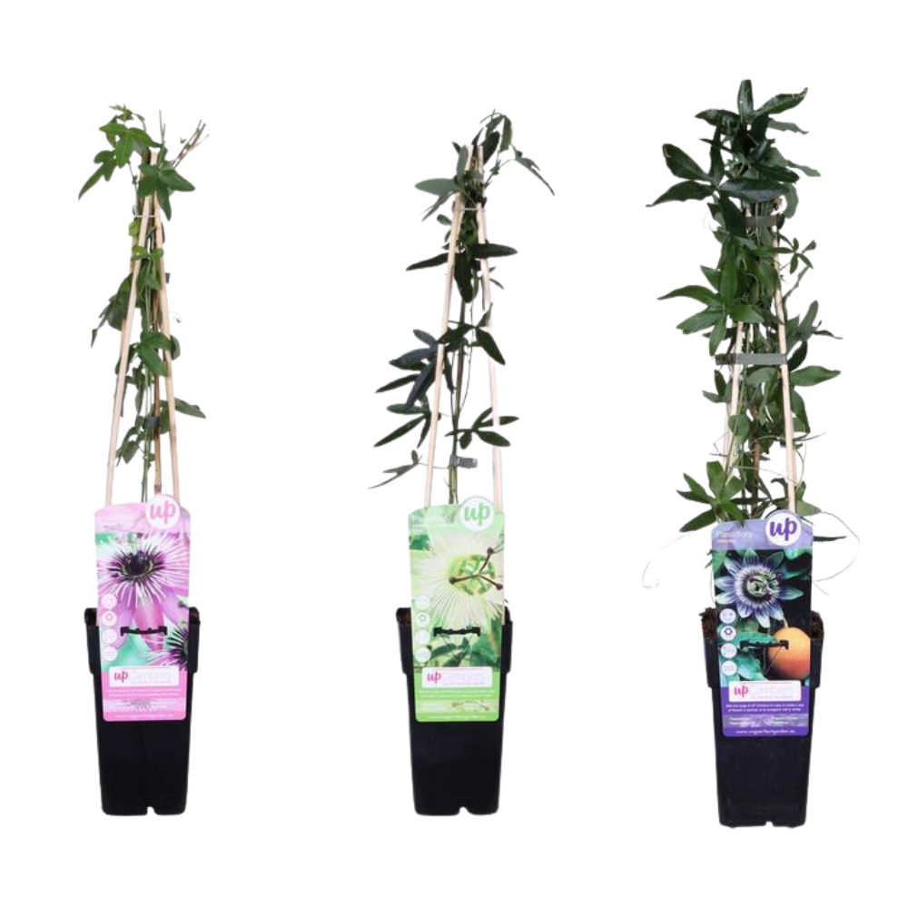 Passiflora mix - 3 piante - Ø15cm ↨65cm