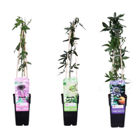 Passiflora mix - 3 piante - Ø15cm ↨65cm