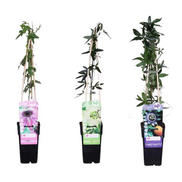 Passiflora mix - 3 pieces - ↨65cm - Ø15