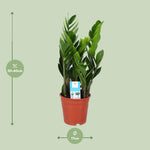 Load image into Gallery viewer, Zamioculcas zamiifolia - Ø17cm - ↕60cm