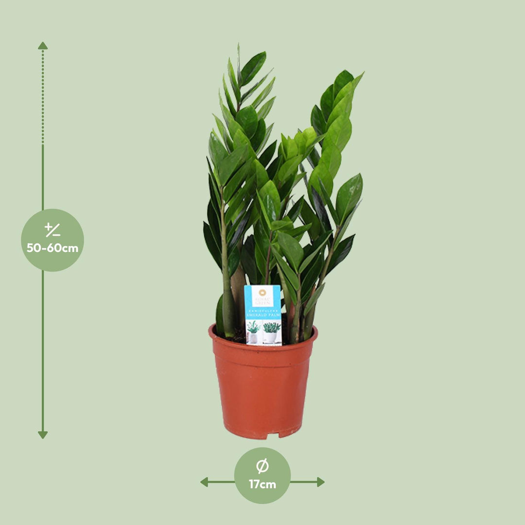 Zamioculcas zamiifolia - Ø17cm - ↕60cm