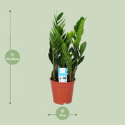 Zamioculcas zamiifolia - Ø17cm - ↕60cm