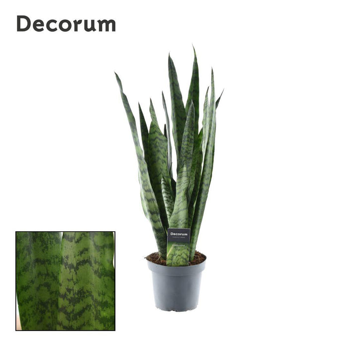 Sansevieria trifasciata Zeylanica indoor plant in pot, tall green leaves with striped patterns, perfect for indoor decoration.