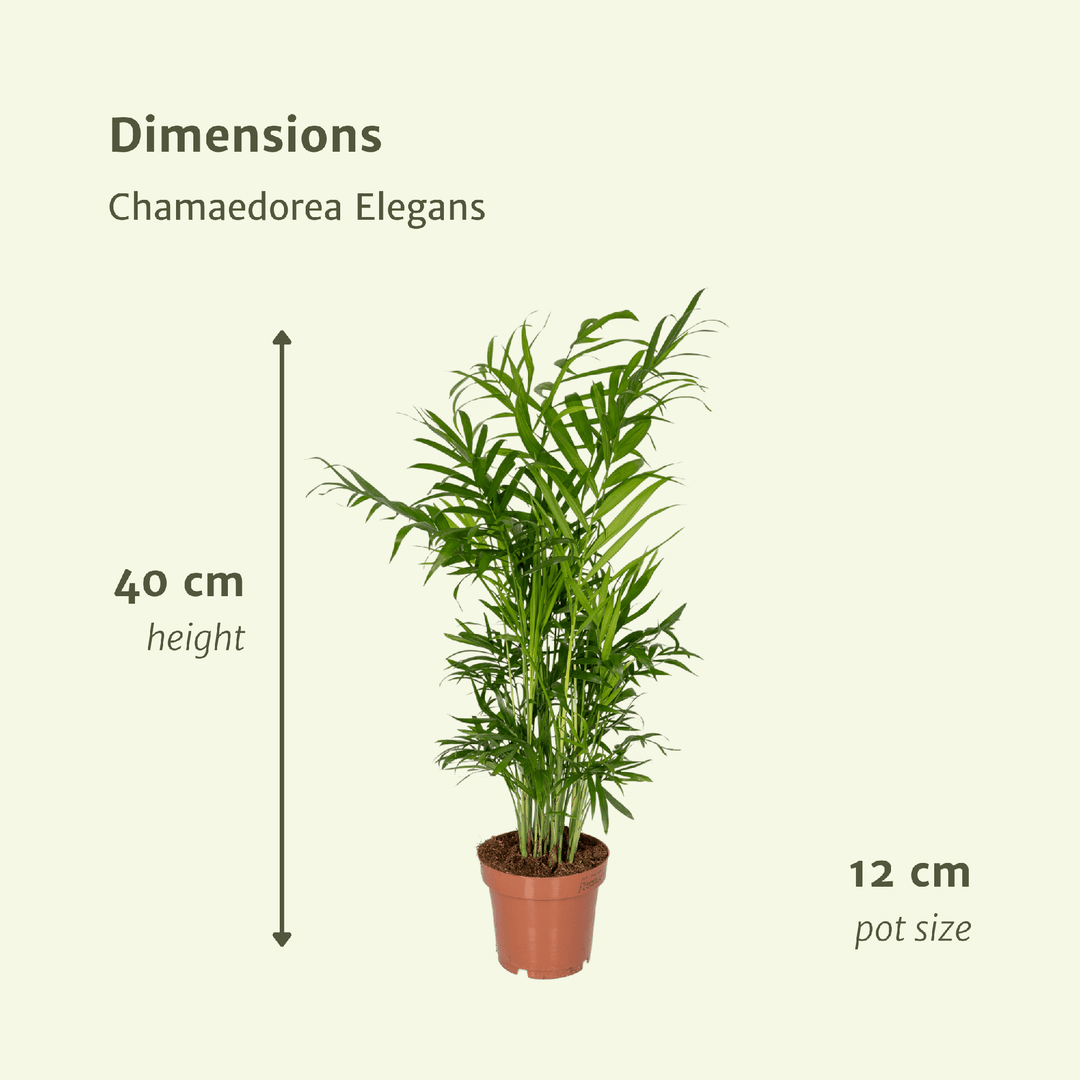 Chamaedorea elegans (Palma della Fortuna) - 2 piante - Ø12cm - ↕40cm