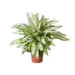 Load image into Gallery viewer, Dieffenbachia seguine &#39;Vesuvius&#39; - Ø27cm - ↕80cm
