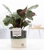 Carica l'immagine nel visualizzatore Galleria, Ctenanthe Burle Marxii In Vaso Illusion - Ø12cm - ↕25cm