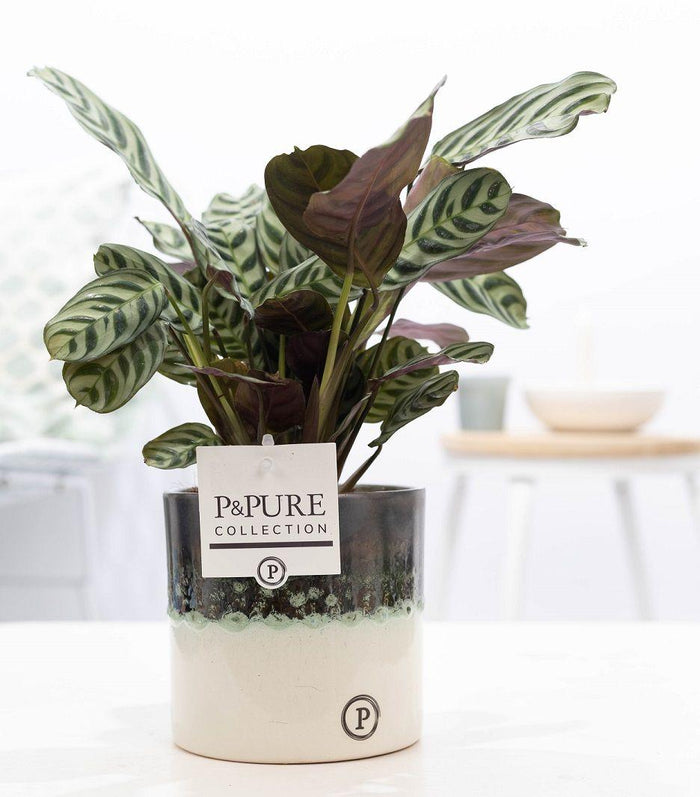 Ctenanthe Burle Marxii In Illusion Pot - Ø12cm - ↕25cm
