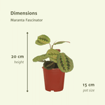 Load image into Gallery viewer, Maranta leuconeura 'Fascinator' (Arrowroot) - 2 plants - Ø12cm - ↕20cm