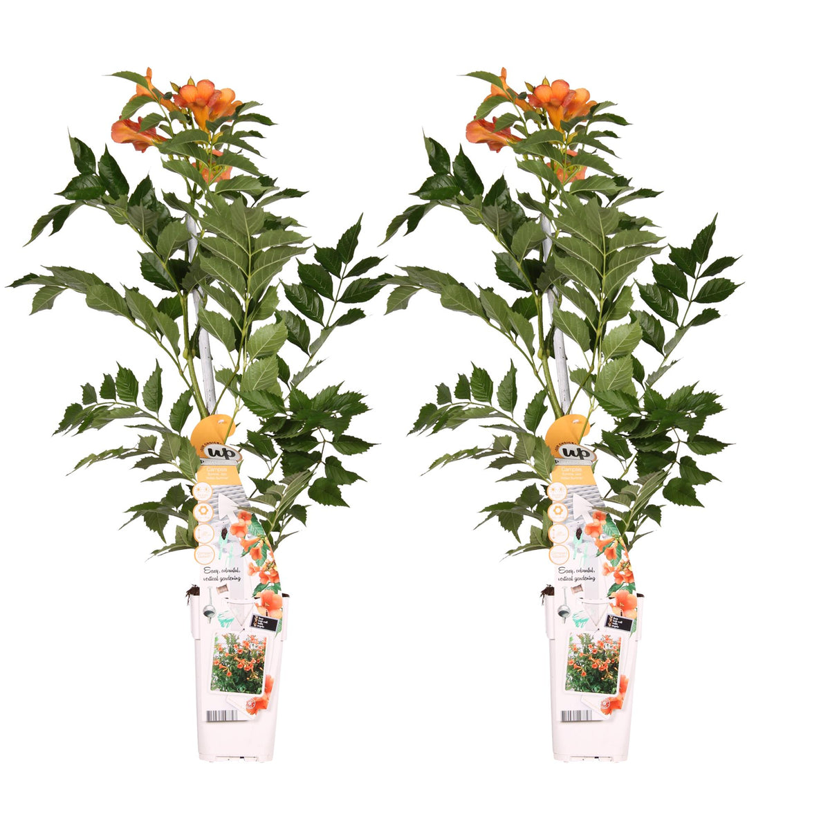 Campsis 'Indian Summer' (Bignonia arancione) - 2 piante - ↨65cm - Ø15