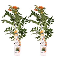 Campsis 'Indian Summer' (Bignonia arancione) - 2 piante - ↨65cm - Ø15