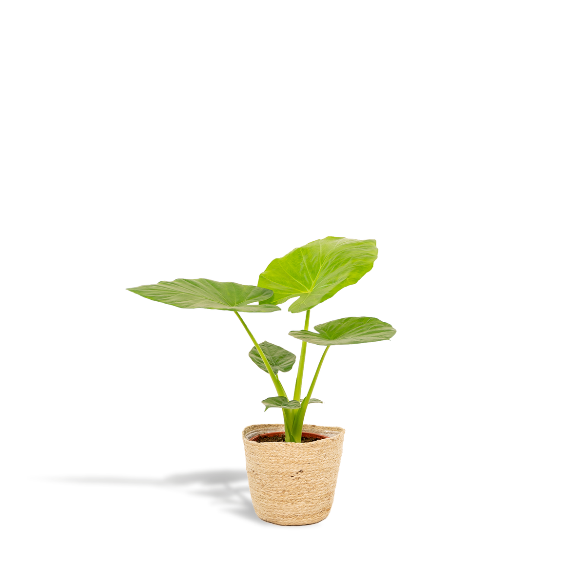 Alocasia macrorrhiza in cesto Selin - Ø19cm - ↕70cm