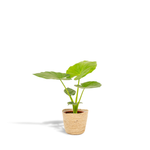 Load image into Gallery viewer, Alocasia macrorrhiza in Basket Selin - Ø19cm - ↕70cm