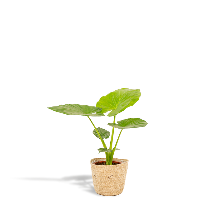 Alocasia macrorrhiza in Basket Selin - Ø19cm - ↕70cm