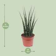 Sansevieria trifasciata 'Fernwood Mikado' - Ø12cm - ↕40cm