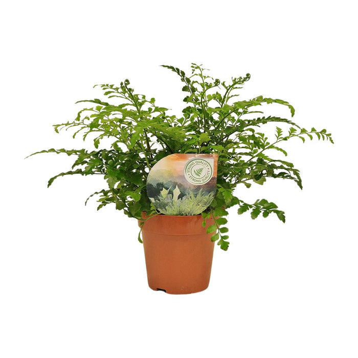 Asplenium parvati - Ø12cm - ↕35cm