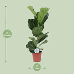 Load image into Gallery viewer, Ficus lyrata - Ø17cm - ↕60cm