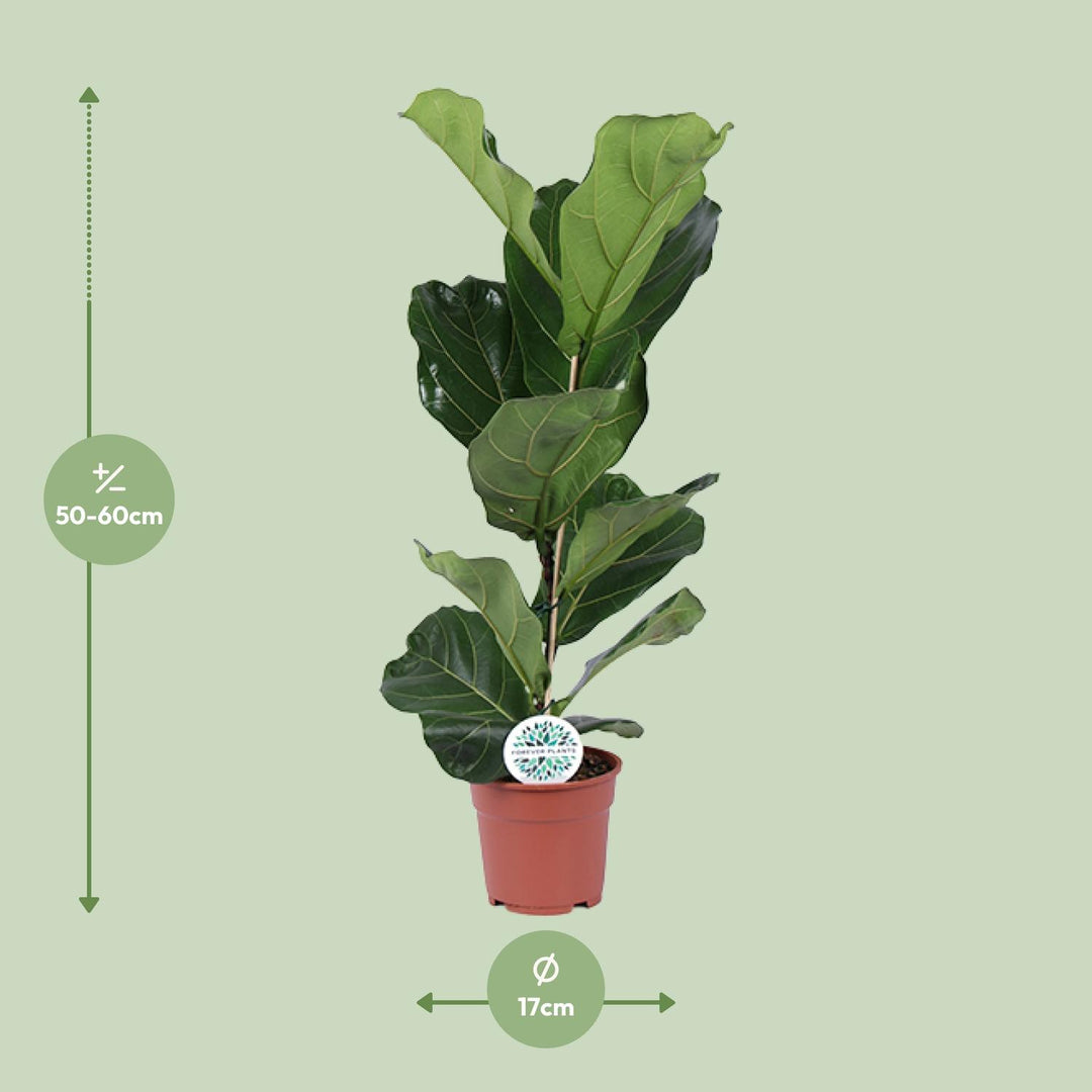 Ficus lyrata - Ø17cm - ↕60cm