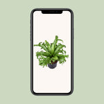 Load image into Gallery viewer, Asplenium nidus 'Crissie' - Ø23cm - ↕55cm