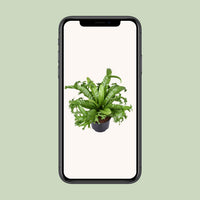 Asplenium nidus 'Crissie' - Ø23cm - ↕55cm