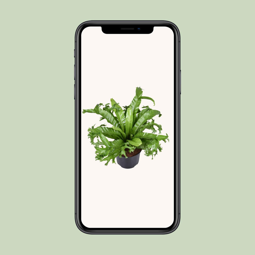 Asplenium nidus 'Crissie' - Ø23cm - ↕55cm