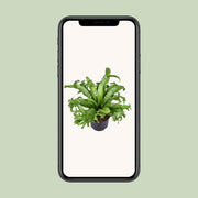Asplenium nidus 'Crissie' - Ø23cm - ↕55cm