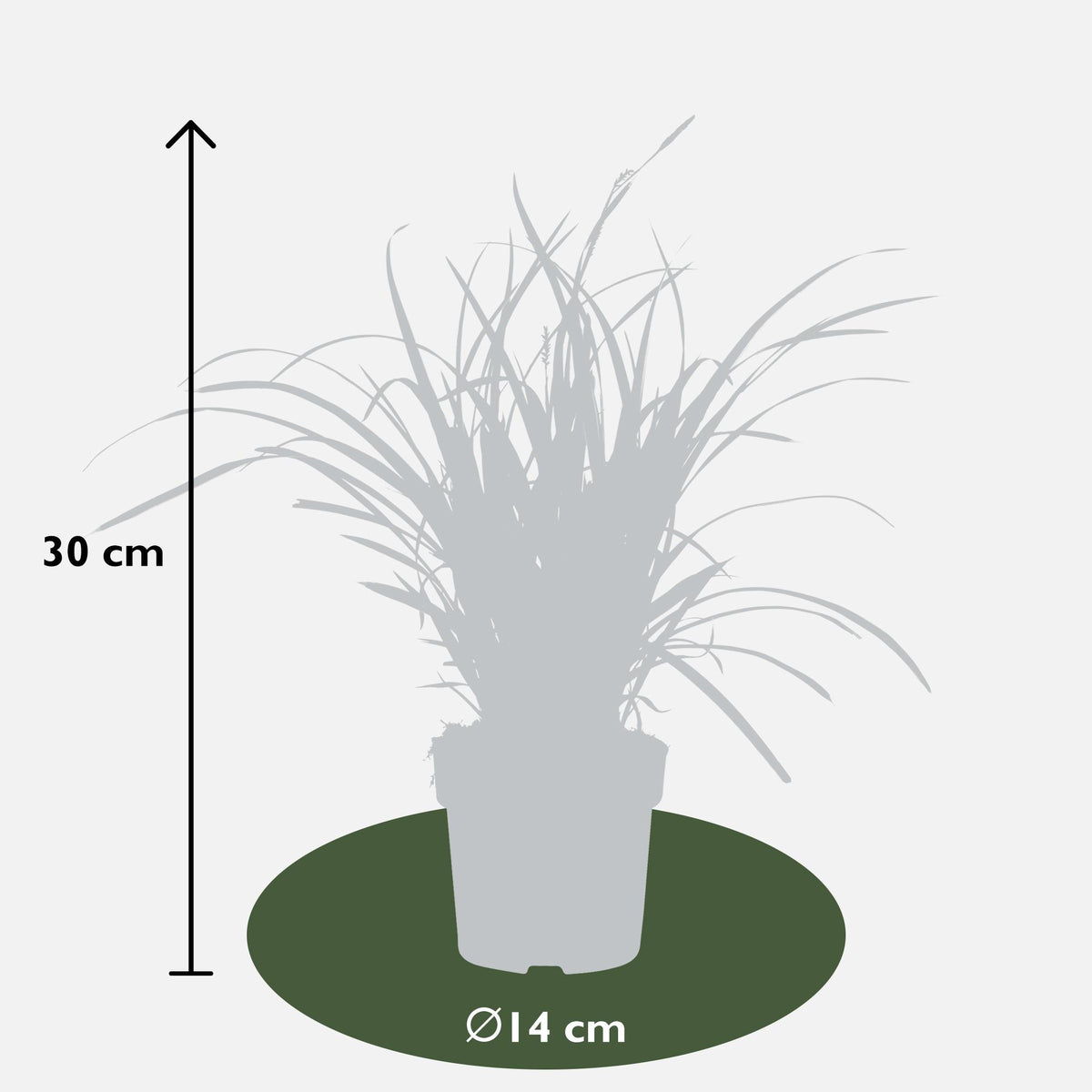 Carex morrowii 'Ice Dance' - 3 piante - Ø14 - ↨30cm