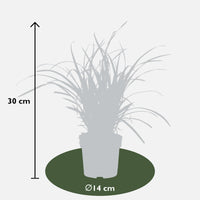 Carex morrowii 'Ice Dance' - 3 piante - Ø14 - ↨30cm