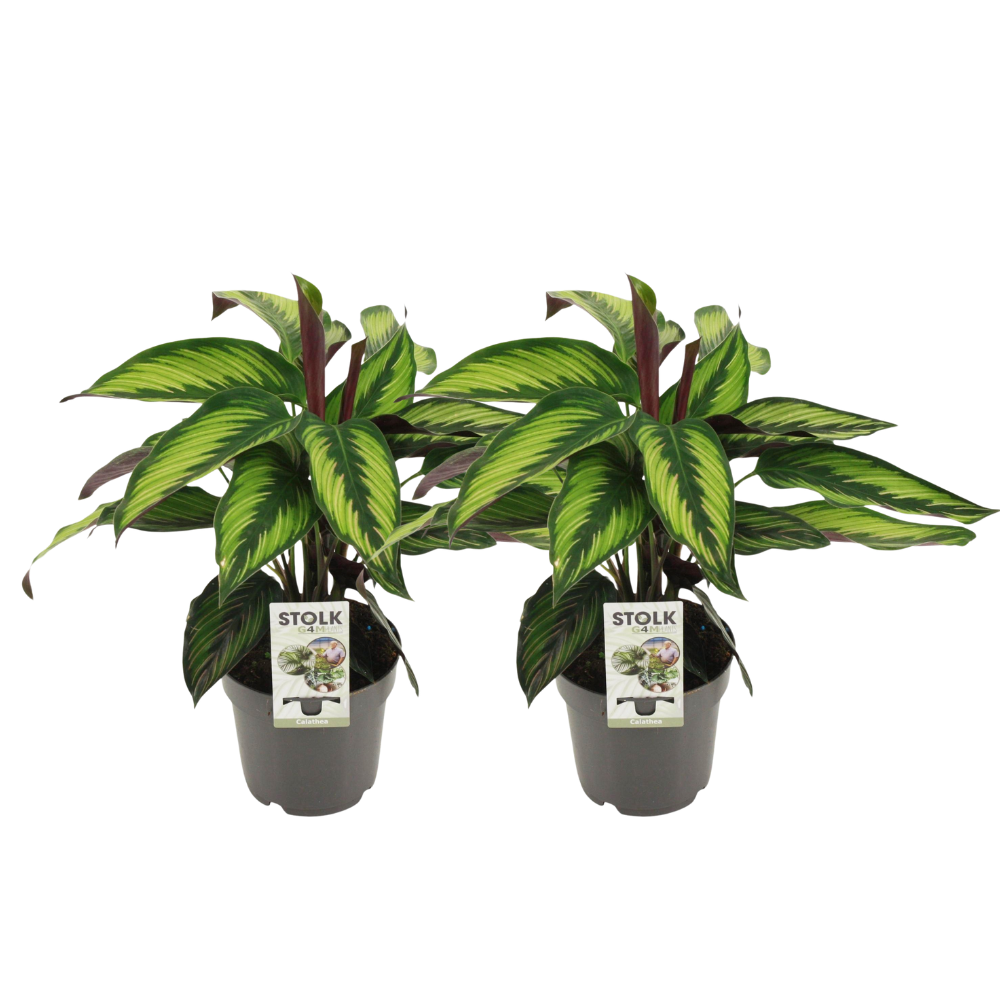 Calathea majestica 'Princeps' - 2 plants - Ø14cm - ↕45cm
