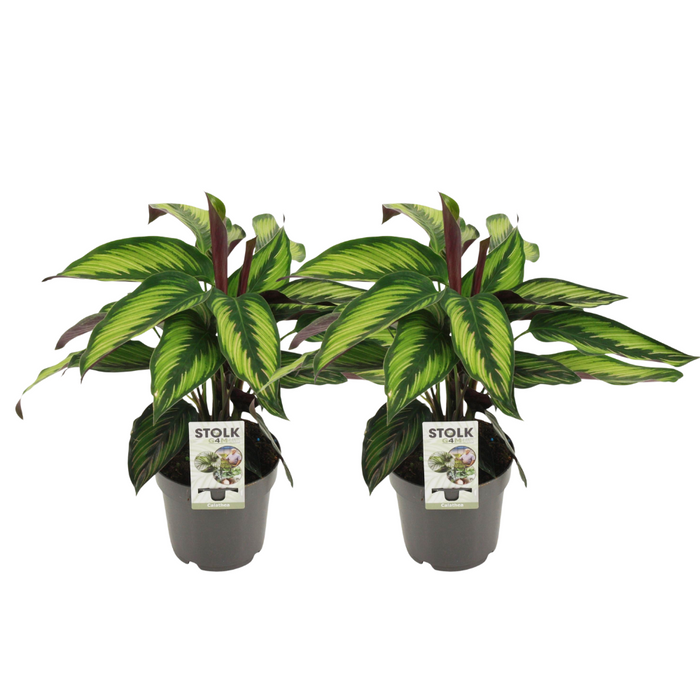 Calathea majestica 'Princeps' - 2 plants - Ø14cm - ↕45cm