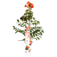 Campsis 'Summer Jazz Fire Trumpet' - Ø15 - ↨65cm