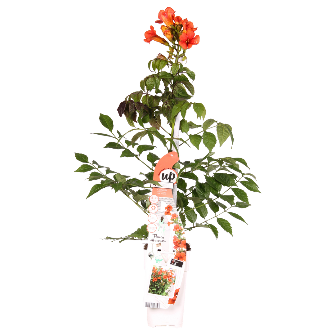 Campsis 'Summer Jazz Fire Trumpet' - Ø15 - ↨65cm