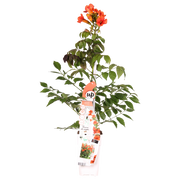 Campsis 'Summer Jazz Fire Trumpet' - Ø15 - ↨65cm