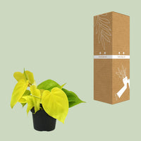 Philodendron scandens 'Lime' - Ø12cm - ↕20cm