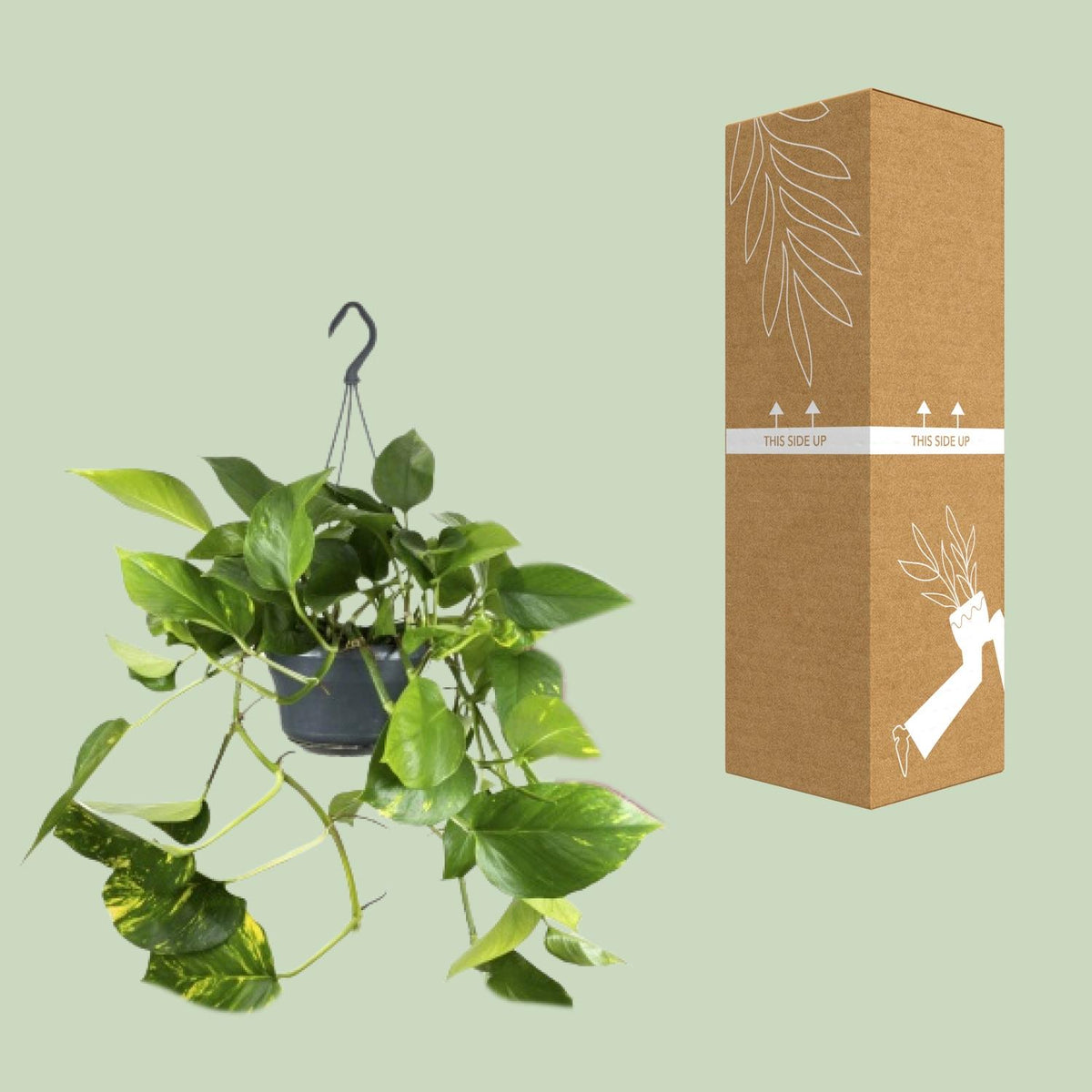 Epipremnum aureum  - Ø15cm - ↕25cm
