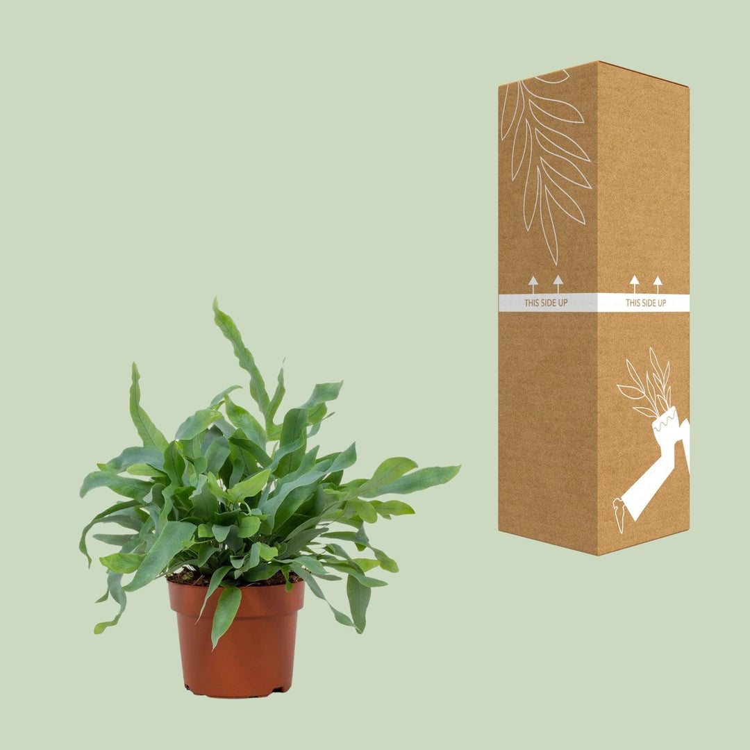 Phlebodium aureum 'Blue Star' - Ø12cm - ↕35cm