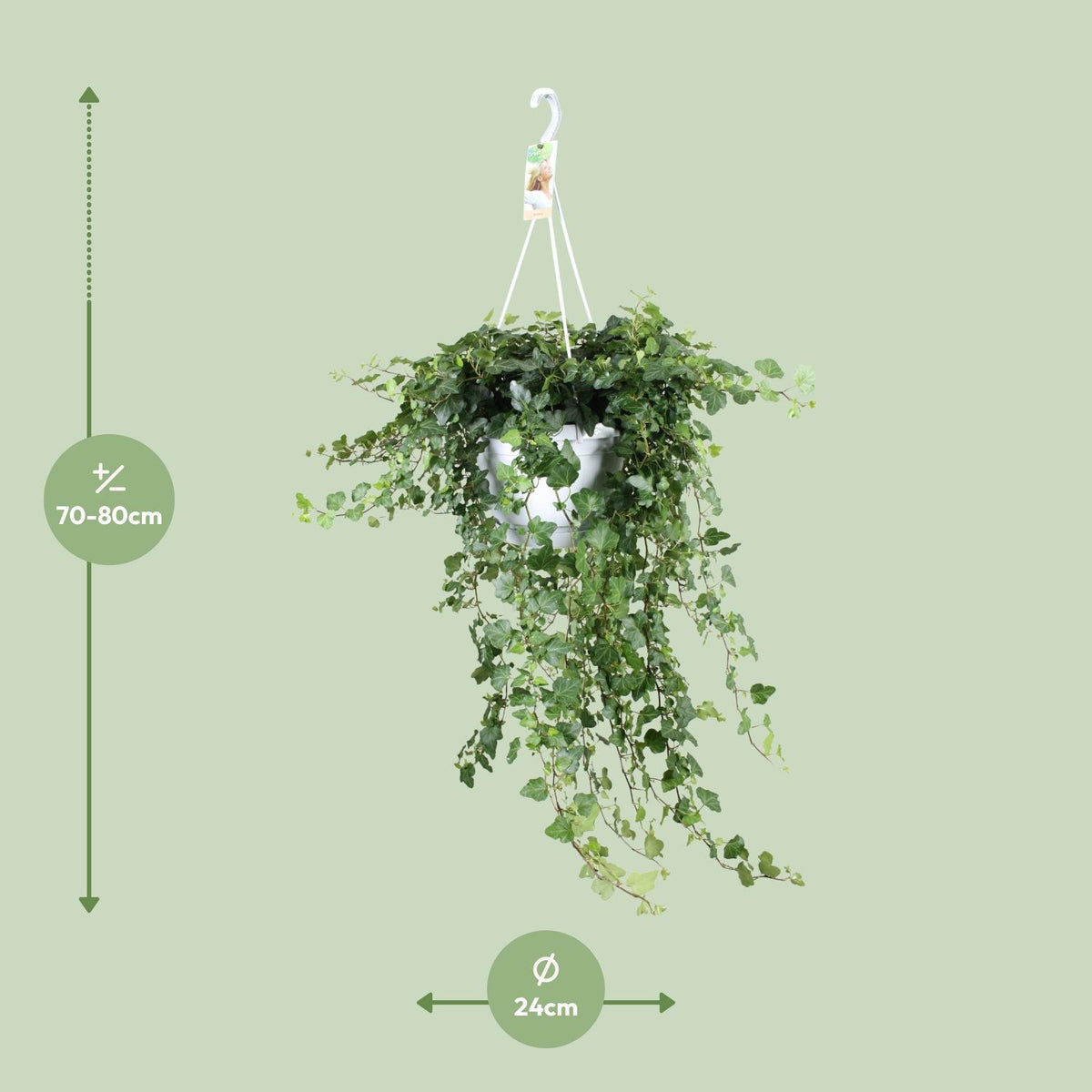 Hedera helix 'Wonder Green' - Ø24cm - ↕70cm