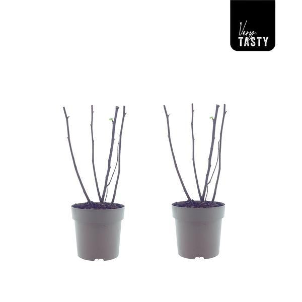 Ficus 'Bornholm' - 2 pieces - Ø15cm - ↕40cm