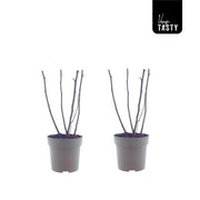 Ficus 'Bornholm' - 2 pieces - Ø15cm - ↕40cm