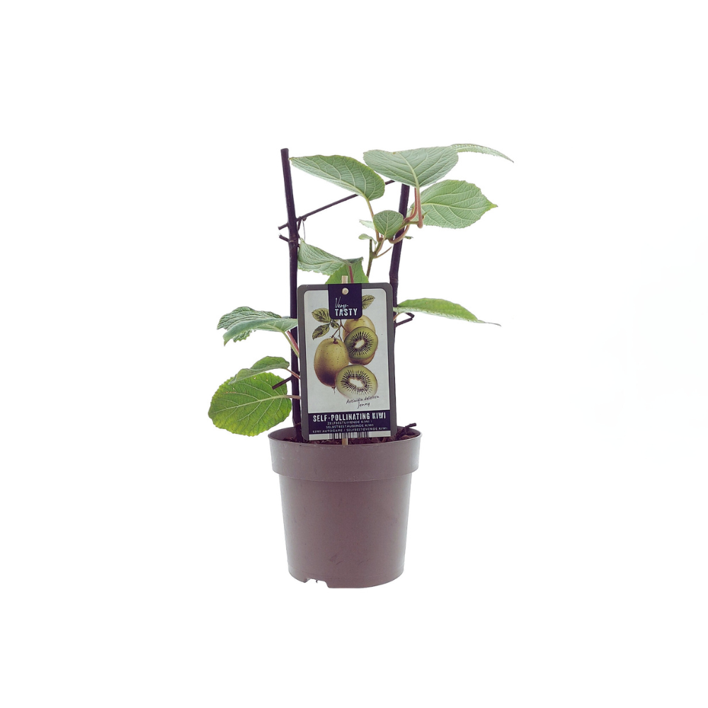 Actinidia deliciosa 'Jenny' (Kiwi) - Ø15cm - ↕40cm