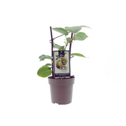 Actinidia deliciosa 'Jenny' (Kiwi) - Ø15cm - ↕40cm