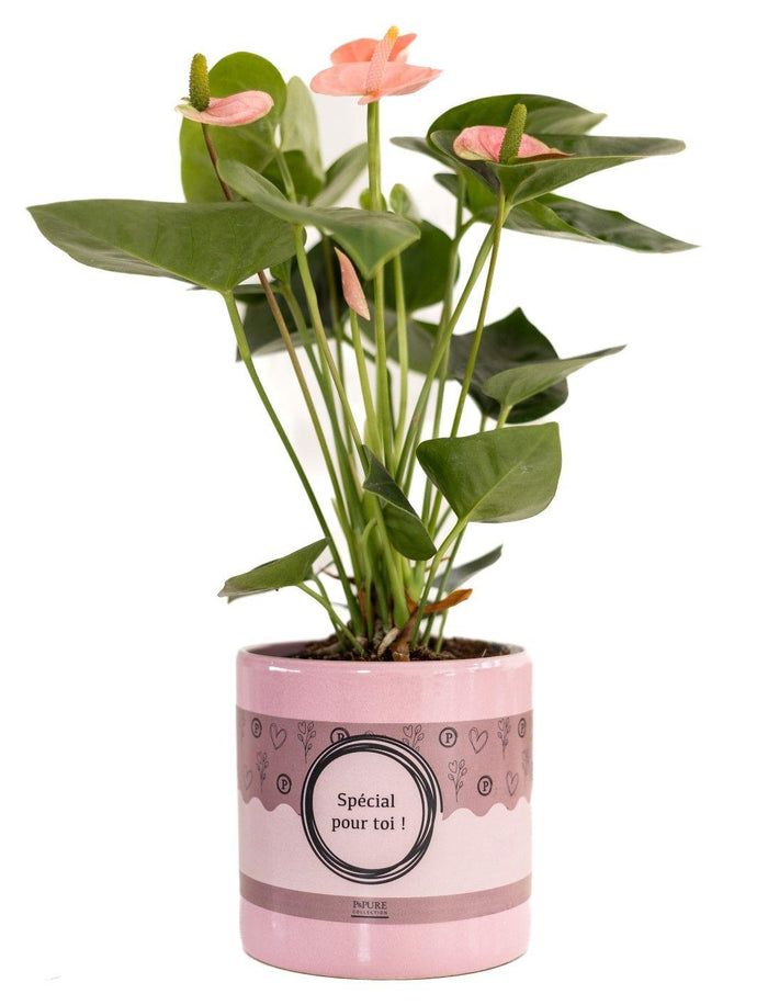 Anthurium Pink (Spirit) In P&PURE "SPECIAL POUR TOI" - Ø12cm - ↕45cm