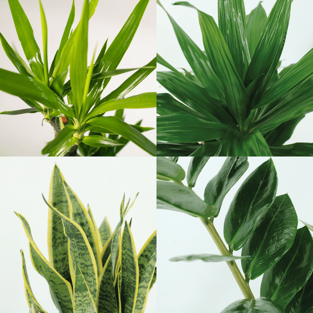 Easy plant box - 4 indoor plants - Various heights - Ø14-17cm - h 40-85cm